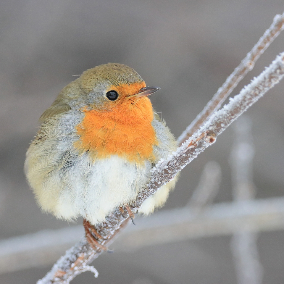 Rotkehlchen - Erithacus rubecula