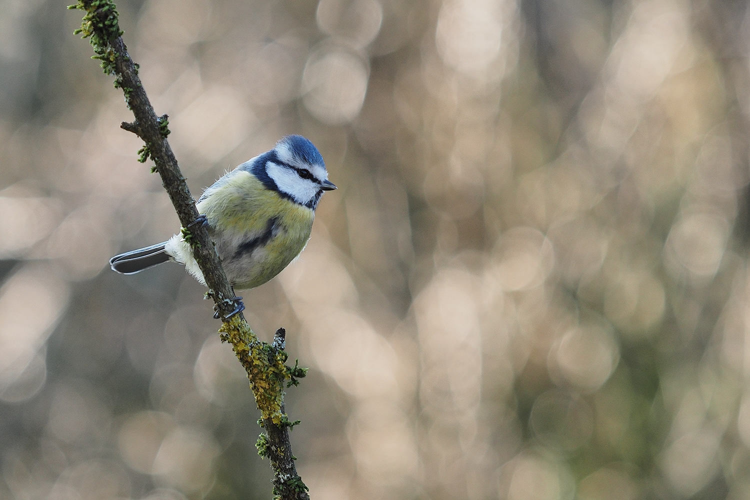 Blaumeise