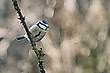 Blaumeise
