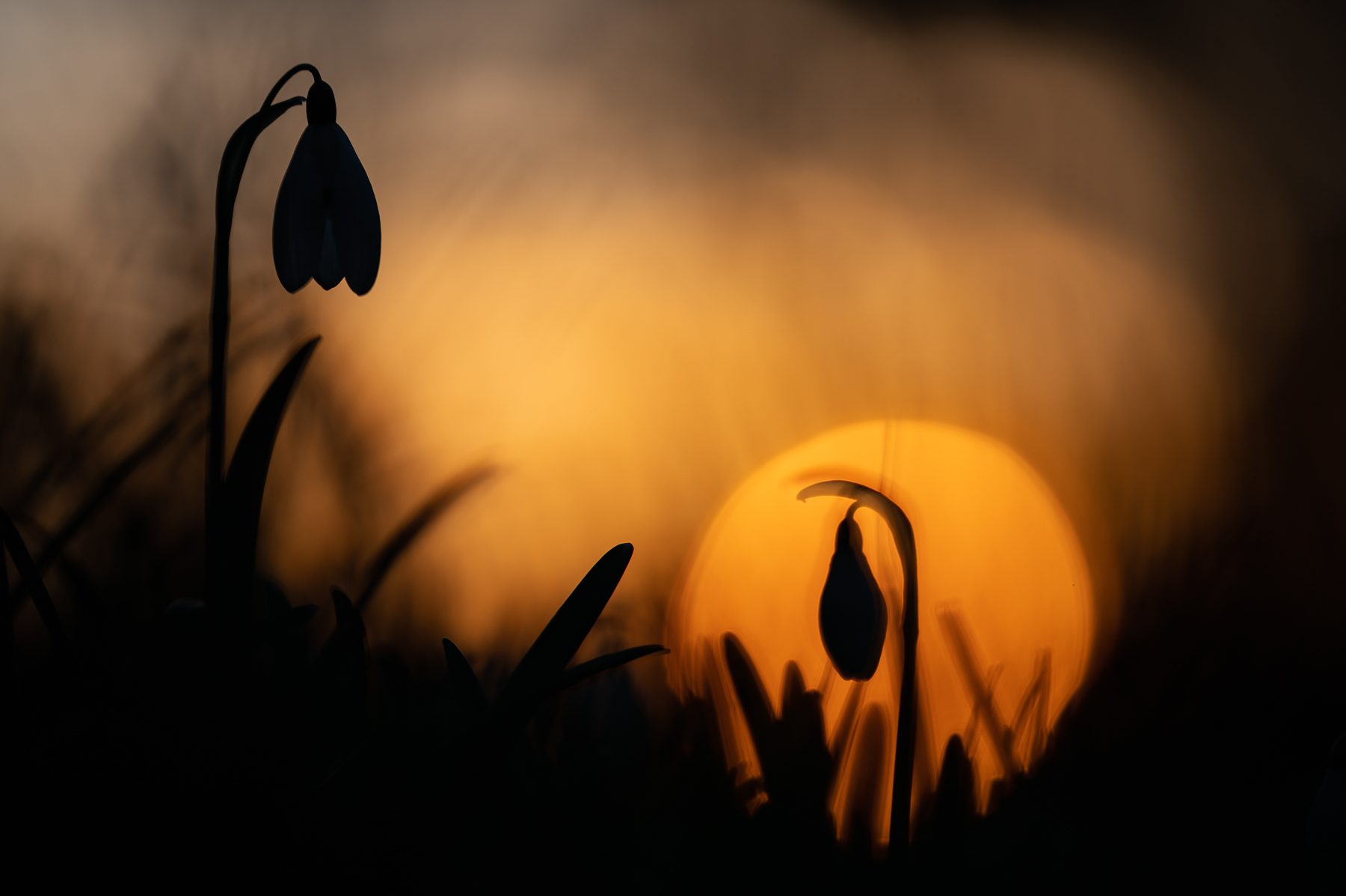 Schneeglöckchen bei Sonnenuntergang