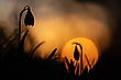 Schneeglöckchen bei Sonnenuntergang