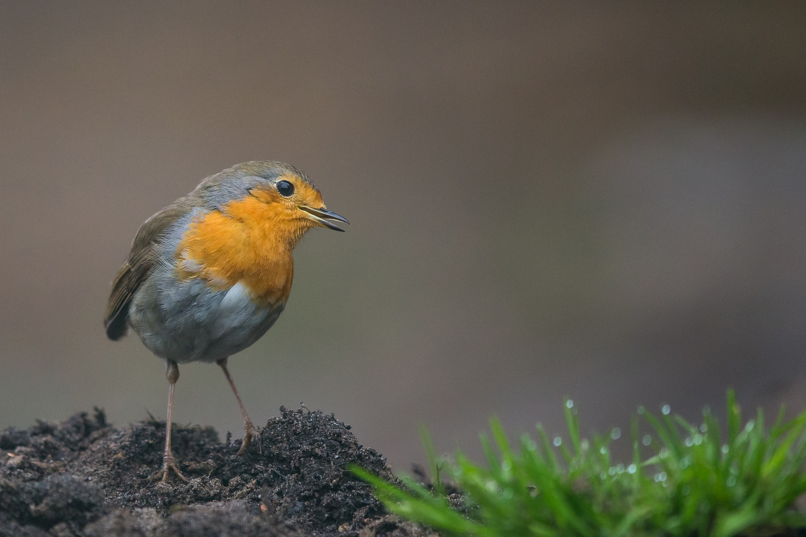 Robin ...