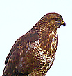 Bussard - "Brustbild"