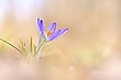 Wilder Krokus (Crocus vernus)