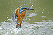 Eisvogel