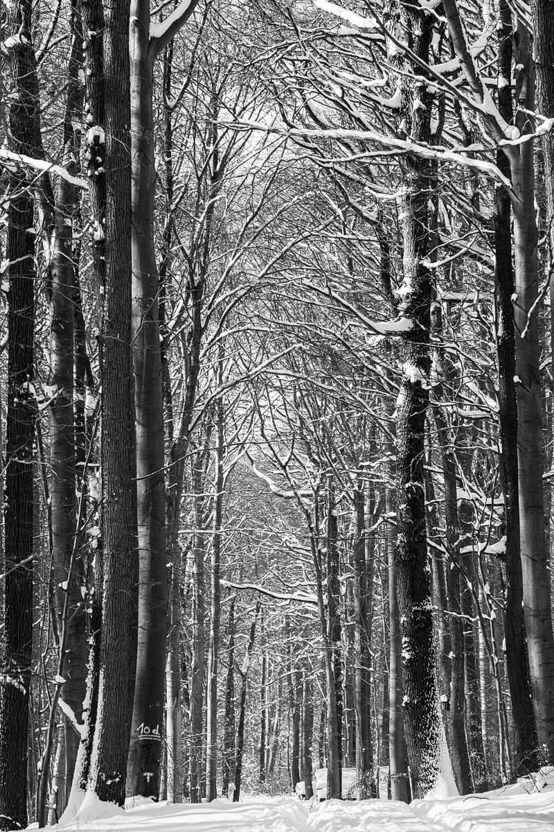 Winterwald