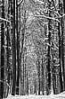Winterwald