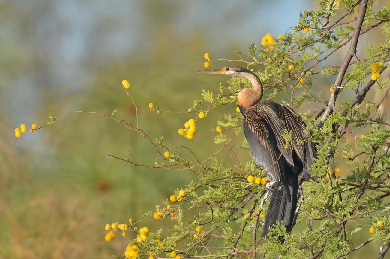 Schlangenhalsvogel