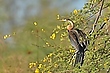 Schlangenhalsvogel