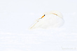 Der Schneeschwan