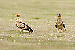 Kaiseradler Paar
