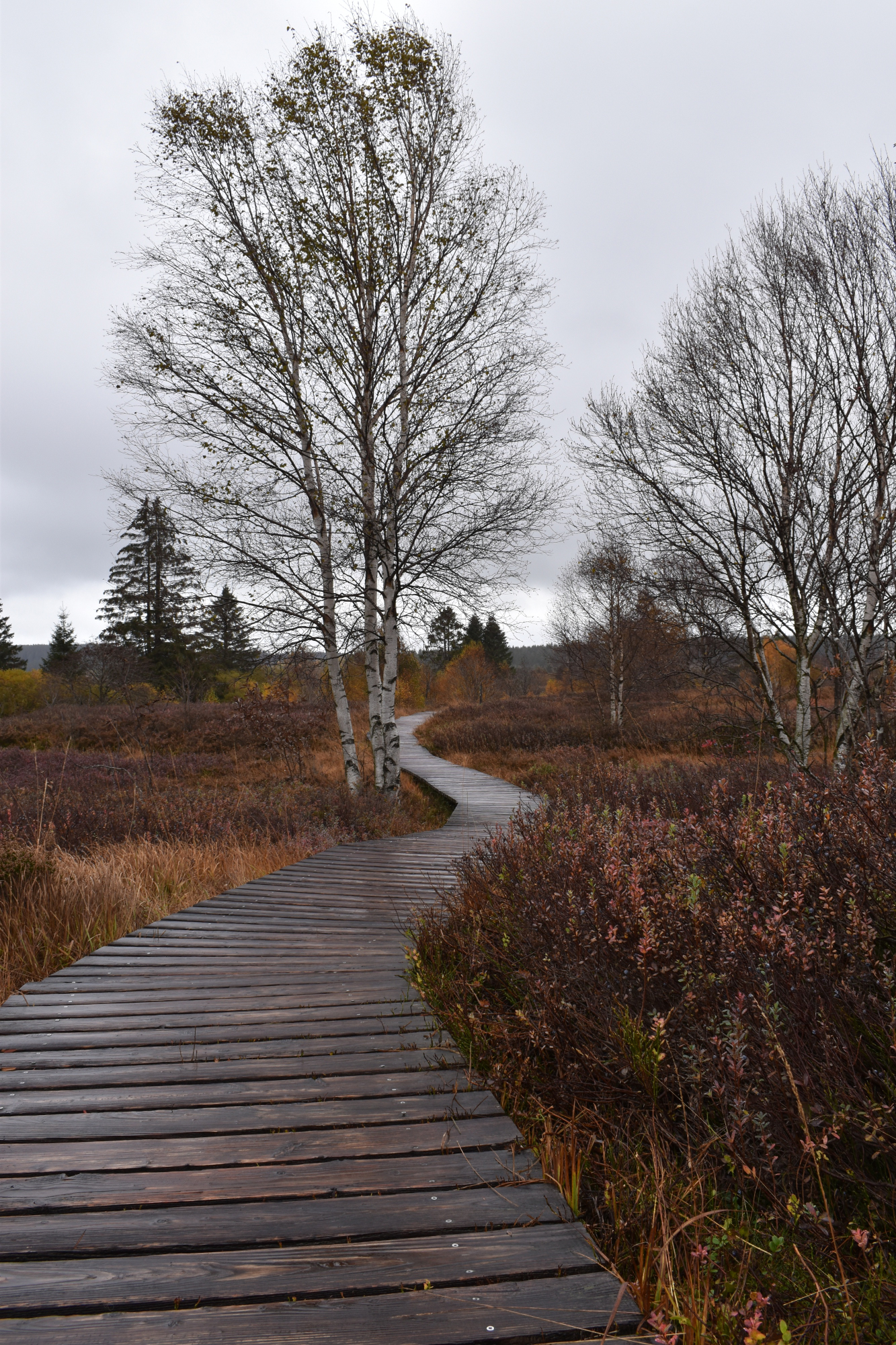Herbststimmung im Hochmoor