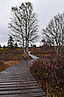Herbststimmung im Hochmoor