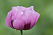Lila Mohn