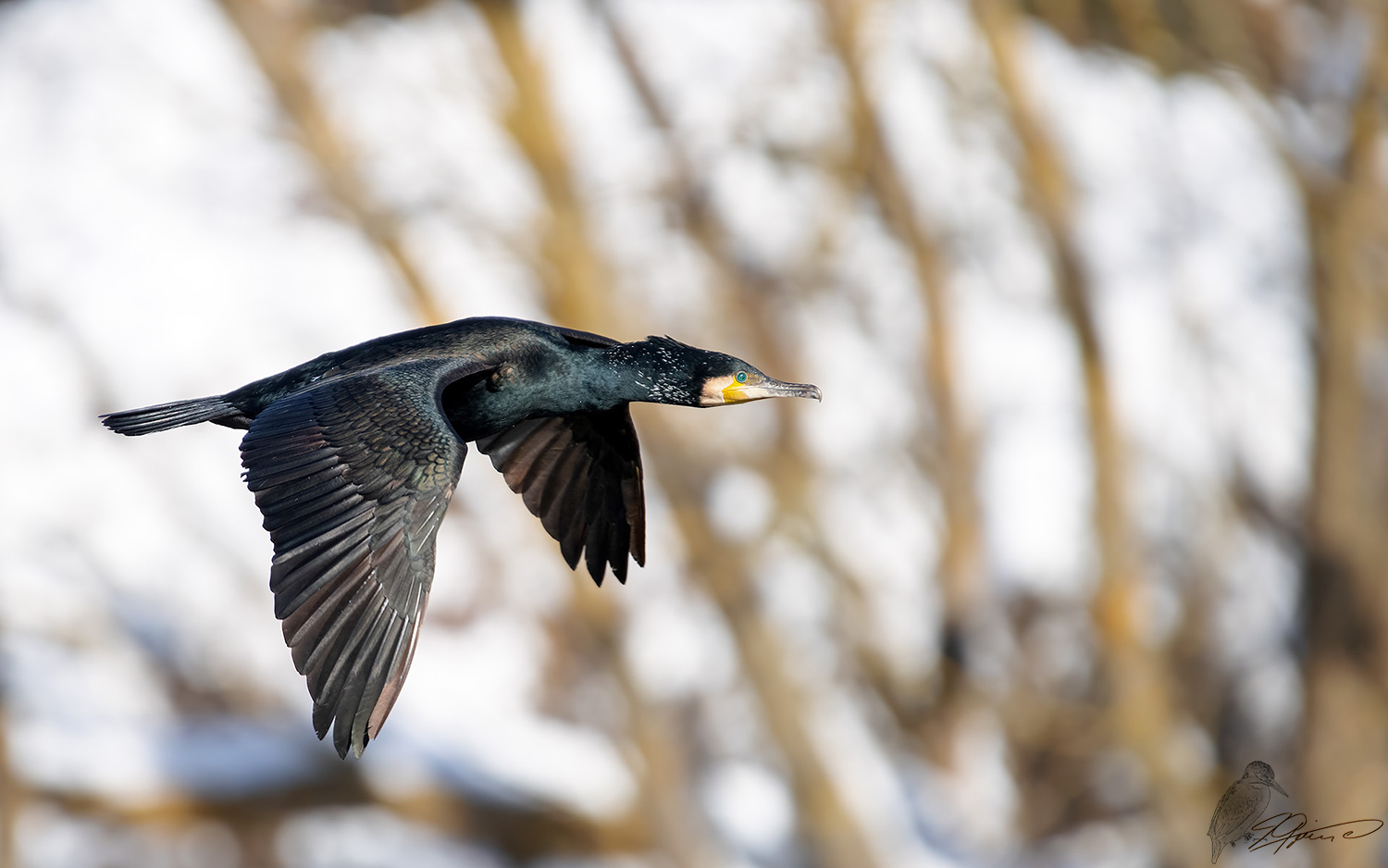 Kormoran