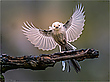 -- Anflug --