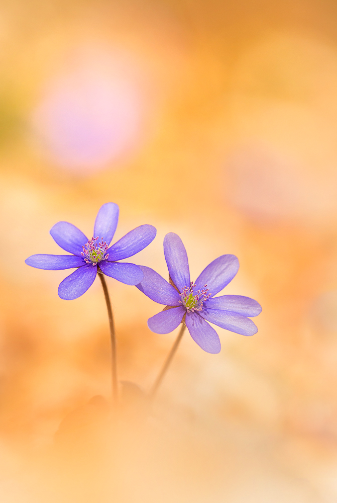 Der Frühling lässt sein blaues Band....