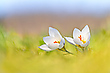 Krokusse