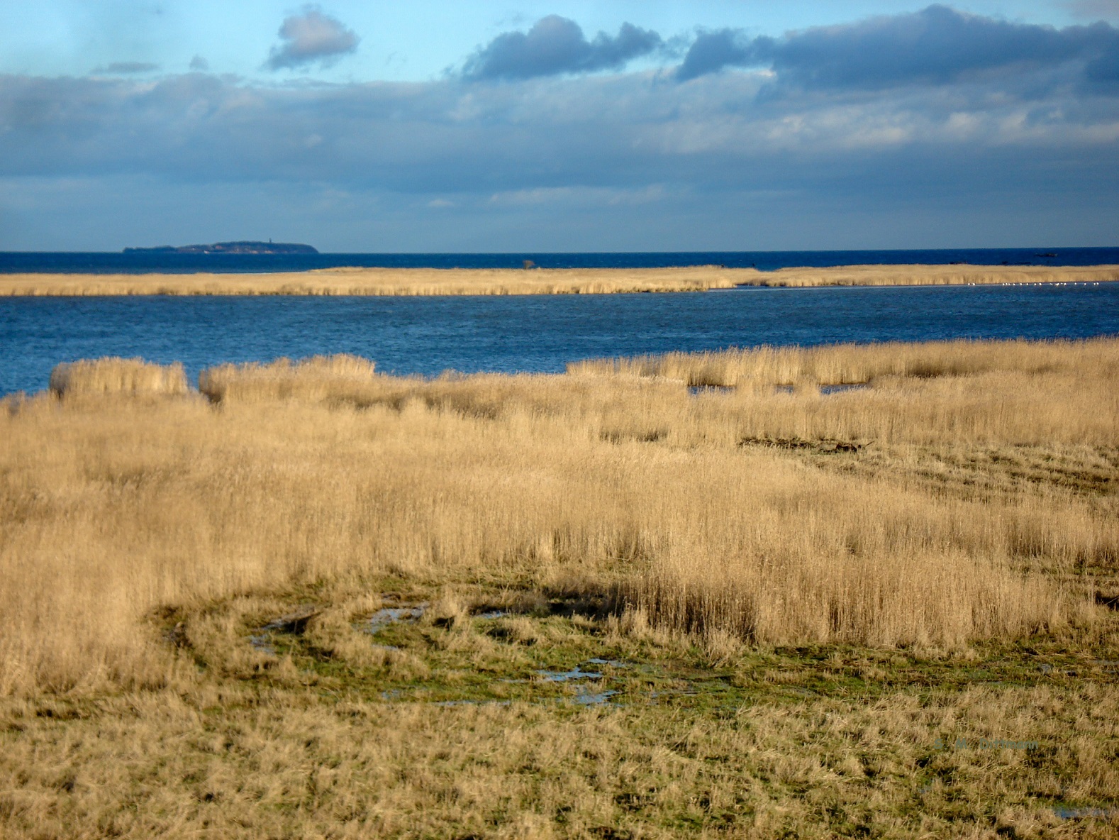 Goldenes Reed