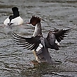 Gänsesäger Weibchen