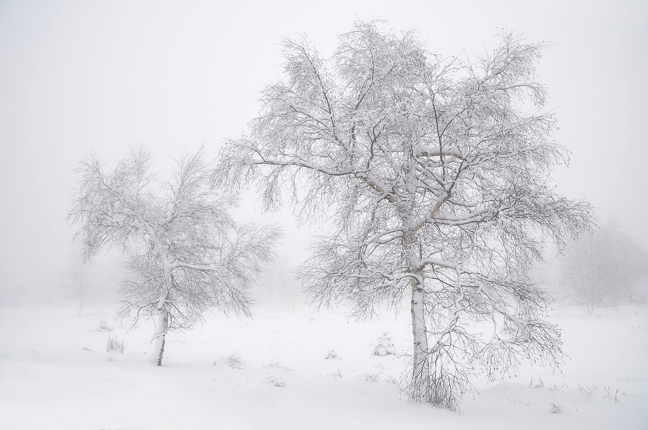 Ganz in Weiss