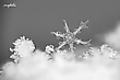 Winter ade