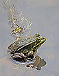 Teichfrosch