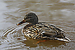 Stockente