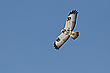 weißer Mäusebussard