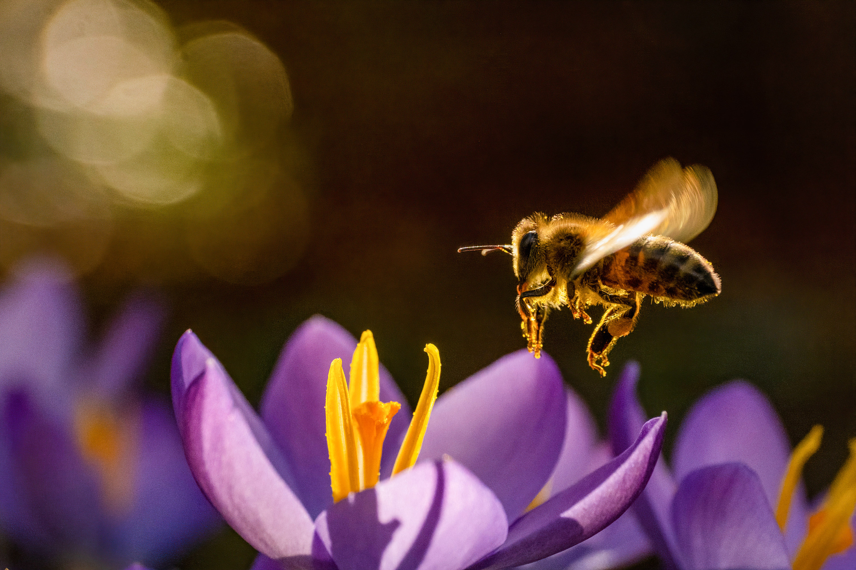 Honigbiene an einer Krokusblüte