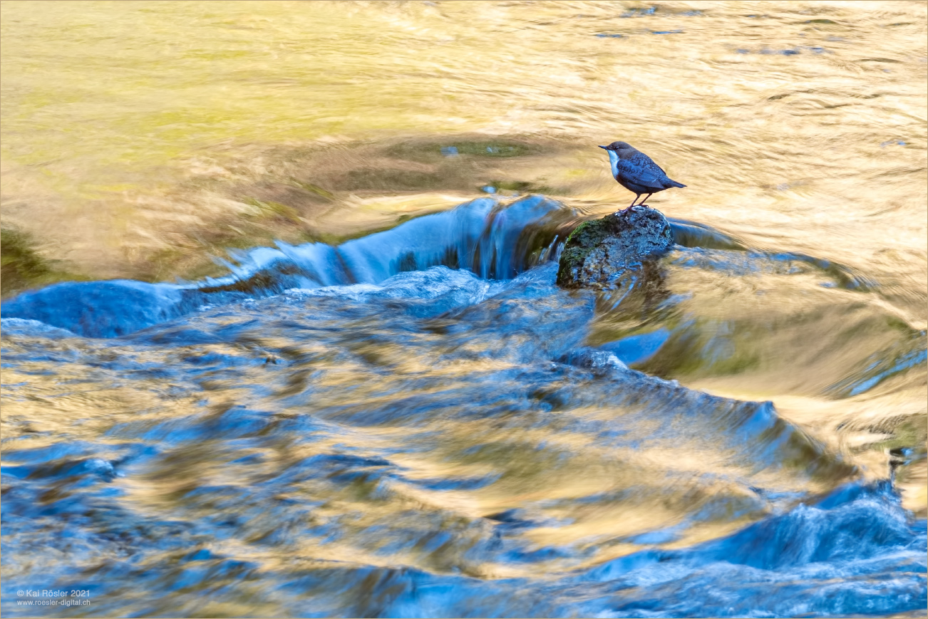 Wasseramsel in goldenem Licht