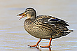 Lachende Ente