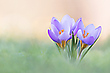 Ein Frühlingsgruß