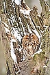 Tagträumer