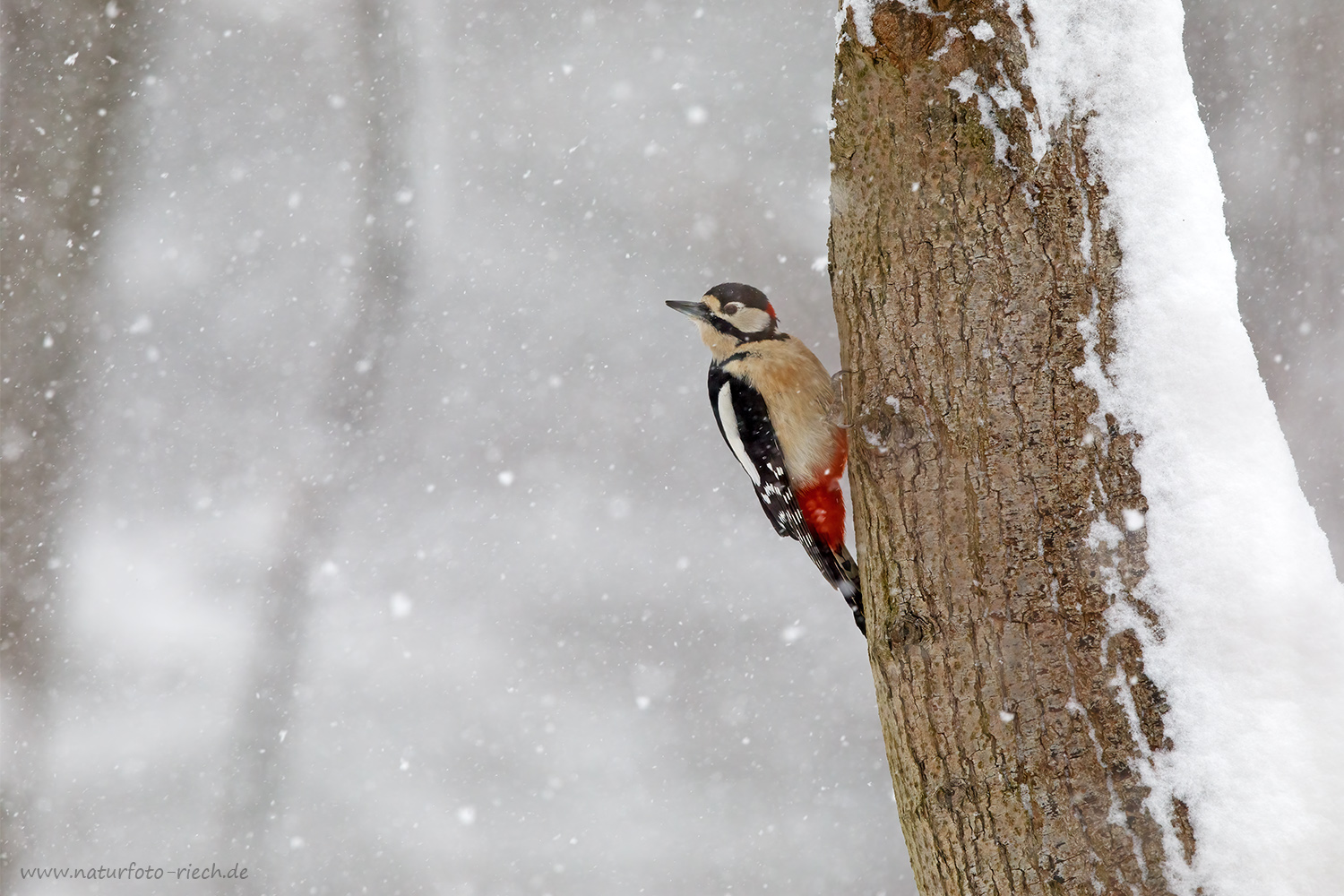 Winterspecht