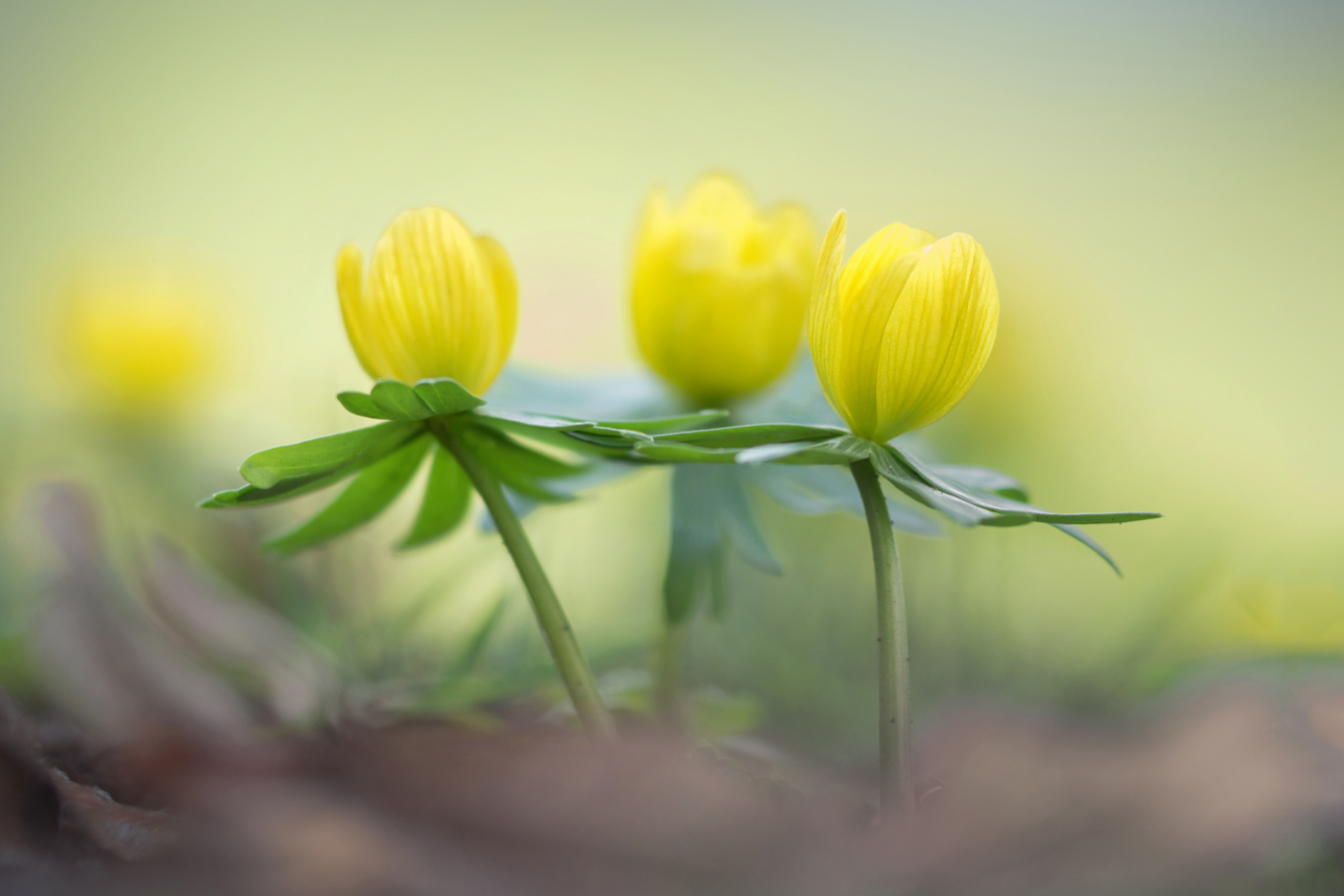 Winterling-Reigen im Frühling