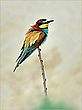 *Merops apiaster*