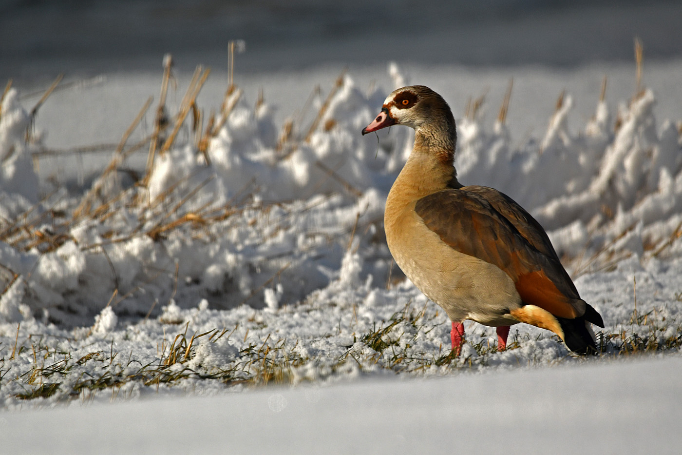 Nilgans