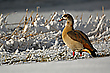 Nilgans