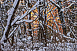 ein letztes Winterleuchten