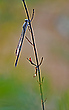 Morgentliche Winterlibelle