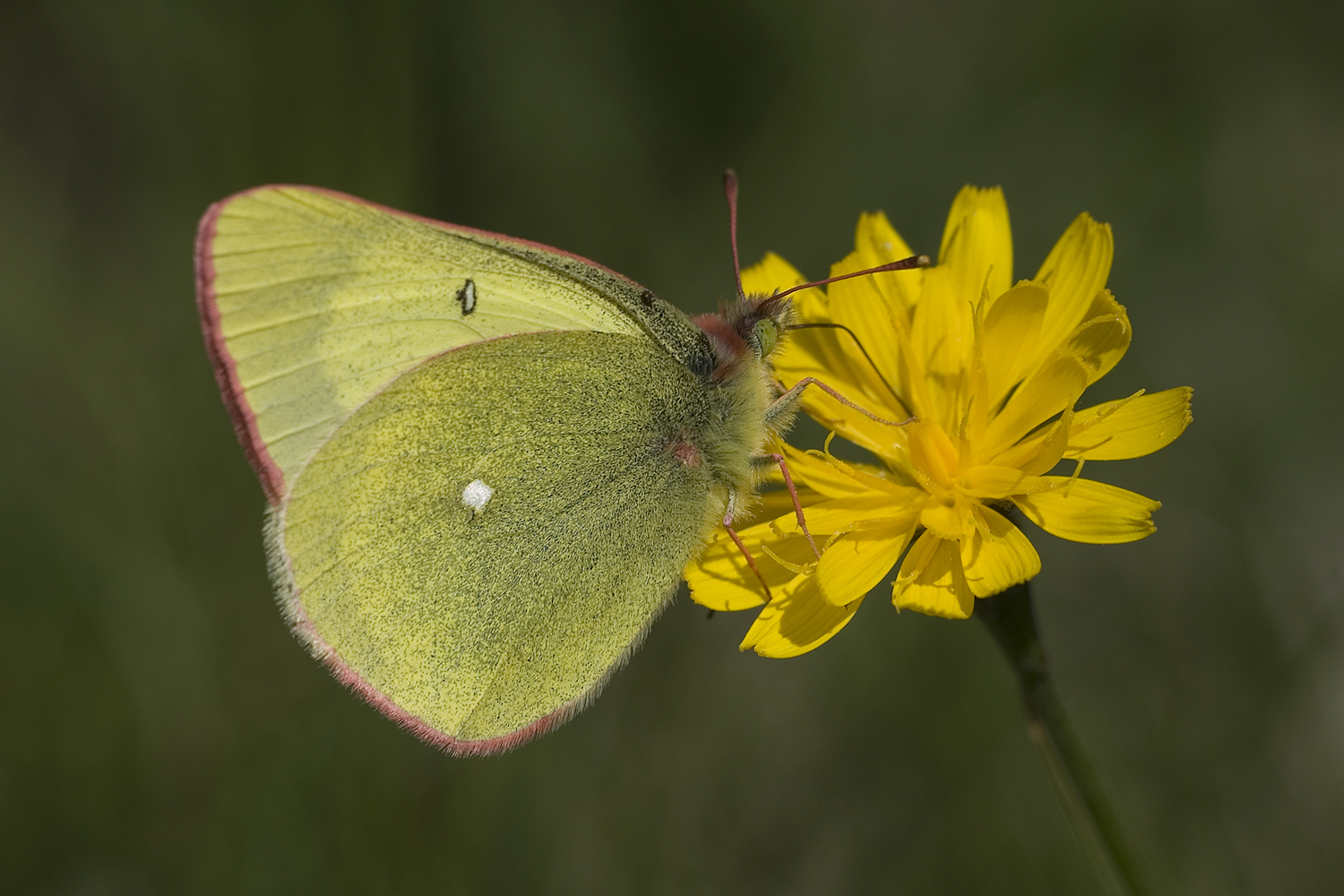 Der seltene Hochmoorgelbling