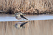 Flugdommel