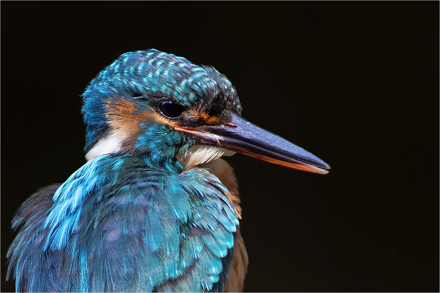 „Frau Eisvogel“