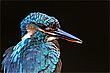 „Frau Eisvogel“