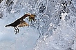 Wasseramsel.....