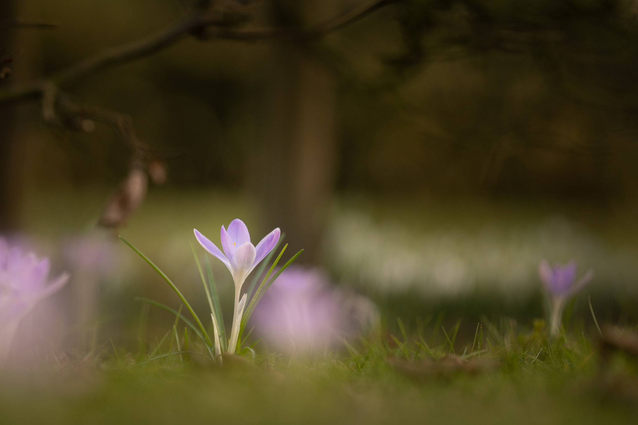 Die ersten Krokusse