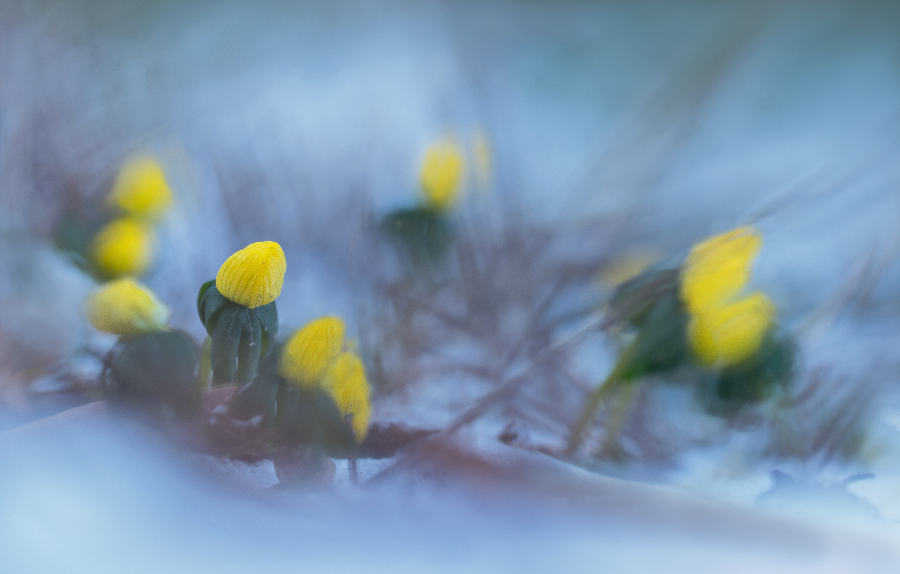 Winterlingswirrwarr....