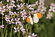 Anthocharis cardamines