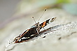 Der Admiral